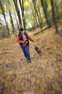 Koppla hunden i skogen