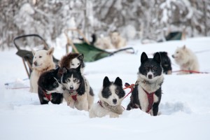 hundar släde hundspann