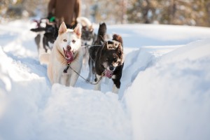 släde hund hundspann vinter snö