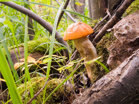 Allt färre väljer Naturbruk som utbildning