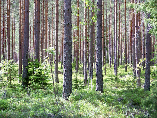 Funderar du på att börja jaga?