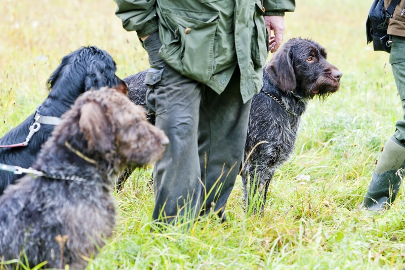 Hunden utsatt under jakt