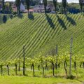 Hållbara vita viner att njuta av