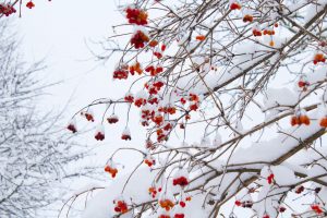 vinter bil körning